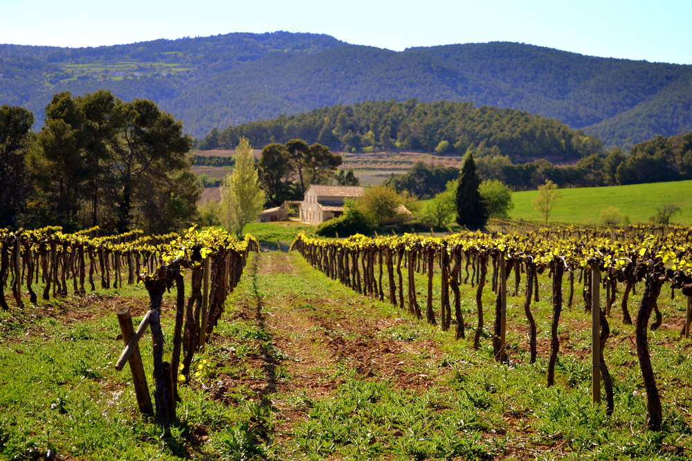 Penedes, Spain (Wine Region)