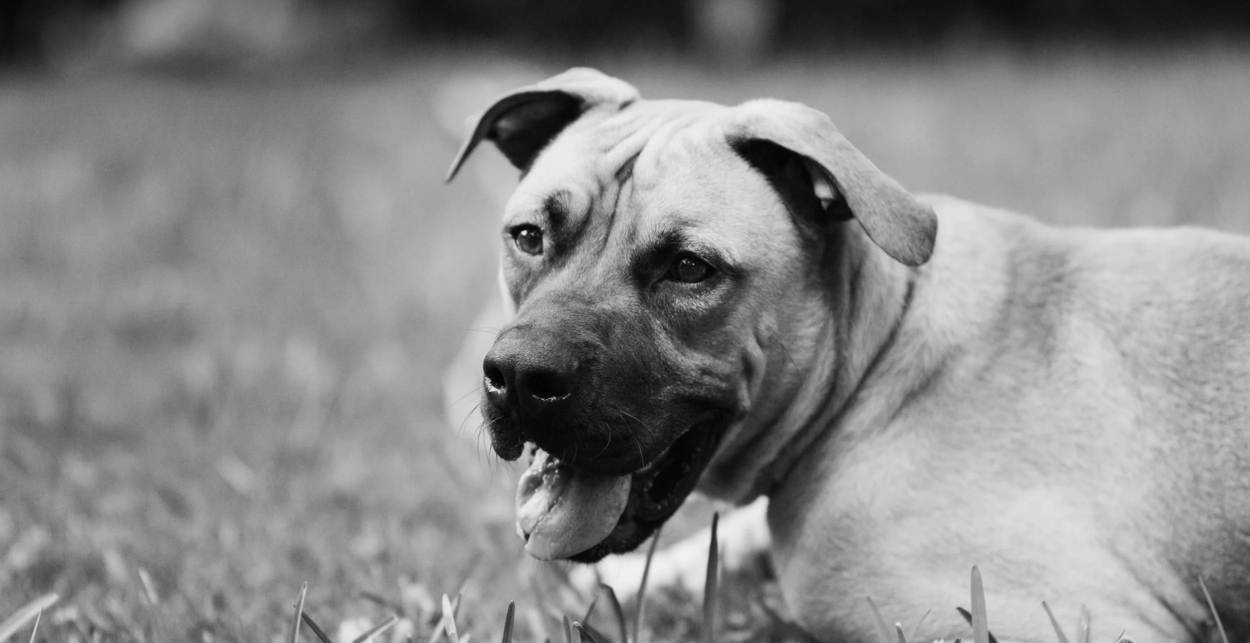 Janko, photographed by Eric Monteiro. Janko needs a forever home, click here for more information about how to help: https://www.gofundme.com/savejanko