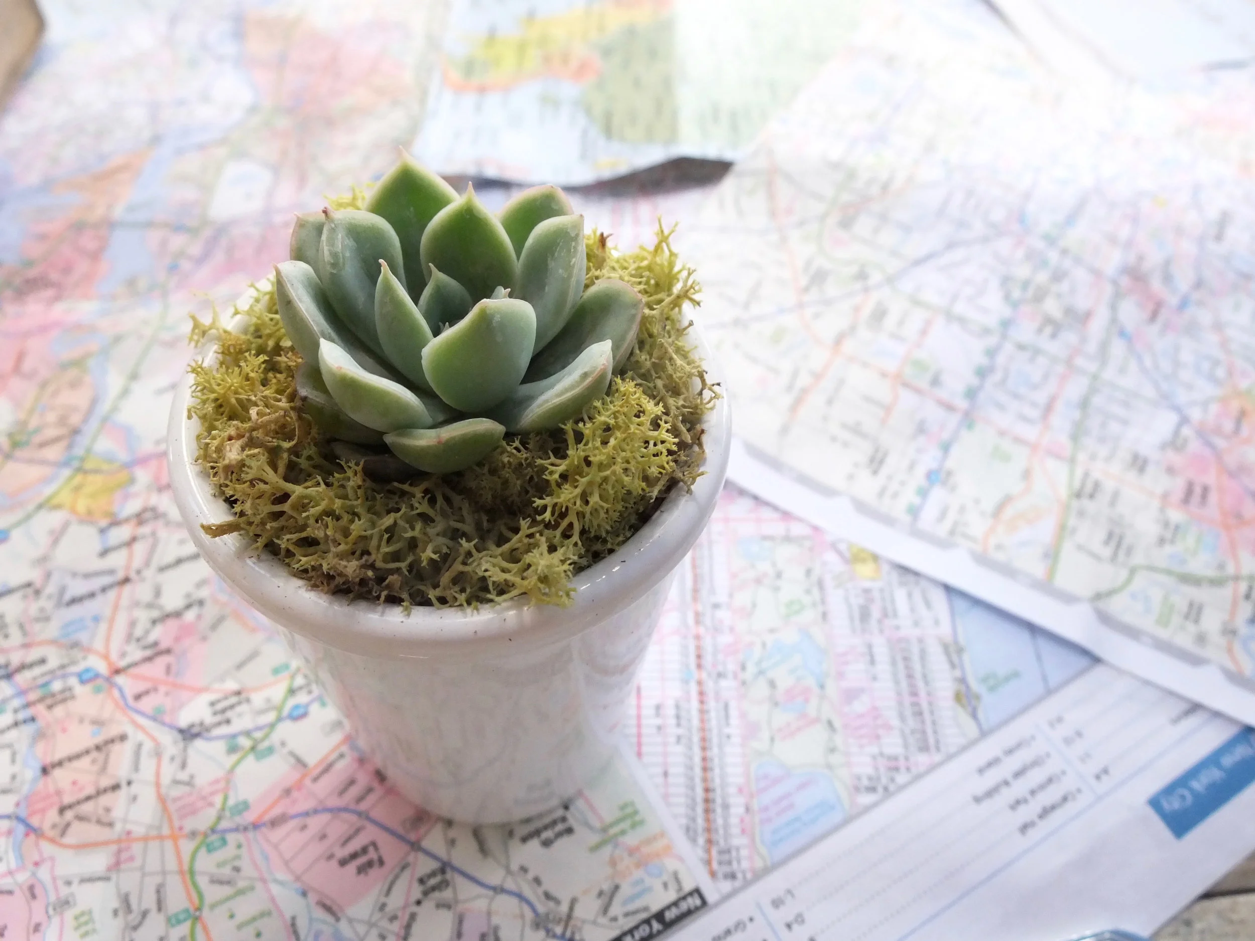 Potted miniature succulents for each guest to take home.