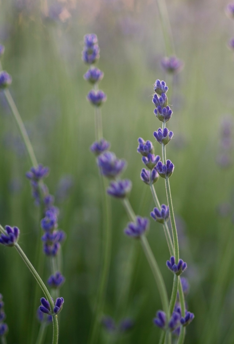 Lavender Syrup Recipe.jpg