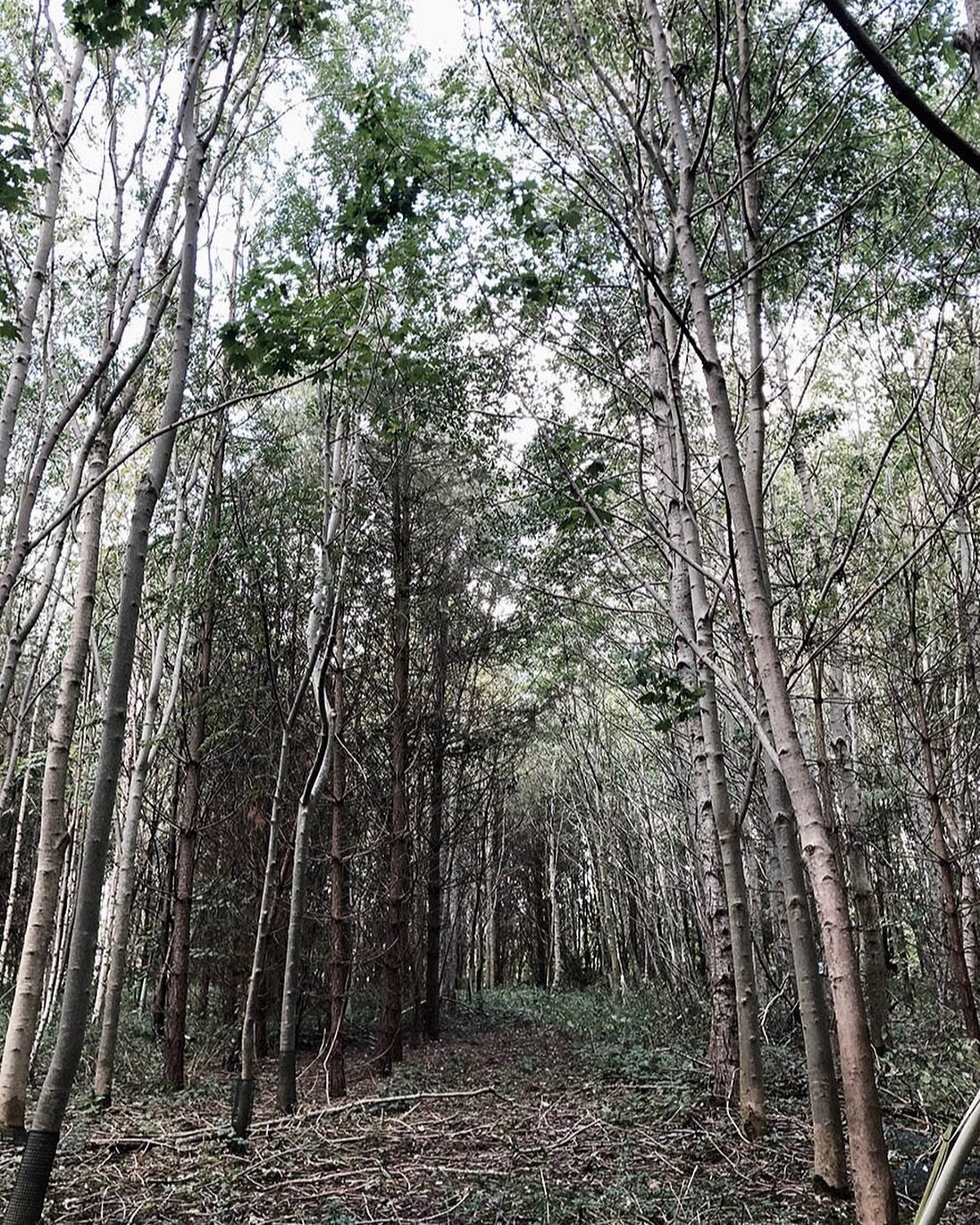 New Year... New project. We&rsquo;re very excited about this one. House in the Woods is a new build house set in a woodland landscape on the lakes for yoo site in the Cotswold. 
.
.
.
.
.
.
⠀⠀⠀⠀⠀⠀⠀⠀⠀
⠀⠀⠀⠀⠀⠀⠀⠀⠀
#luxuryhouses #trustedadvisor #luxurypro