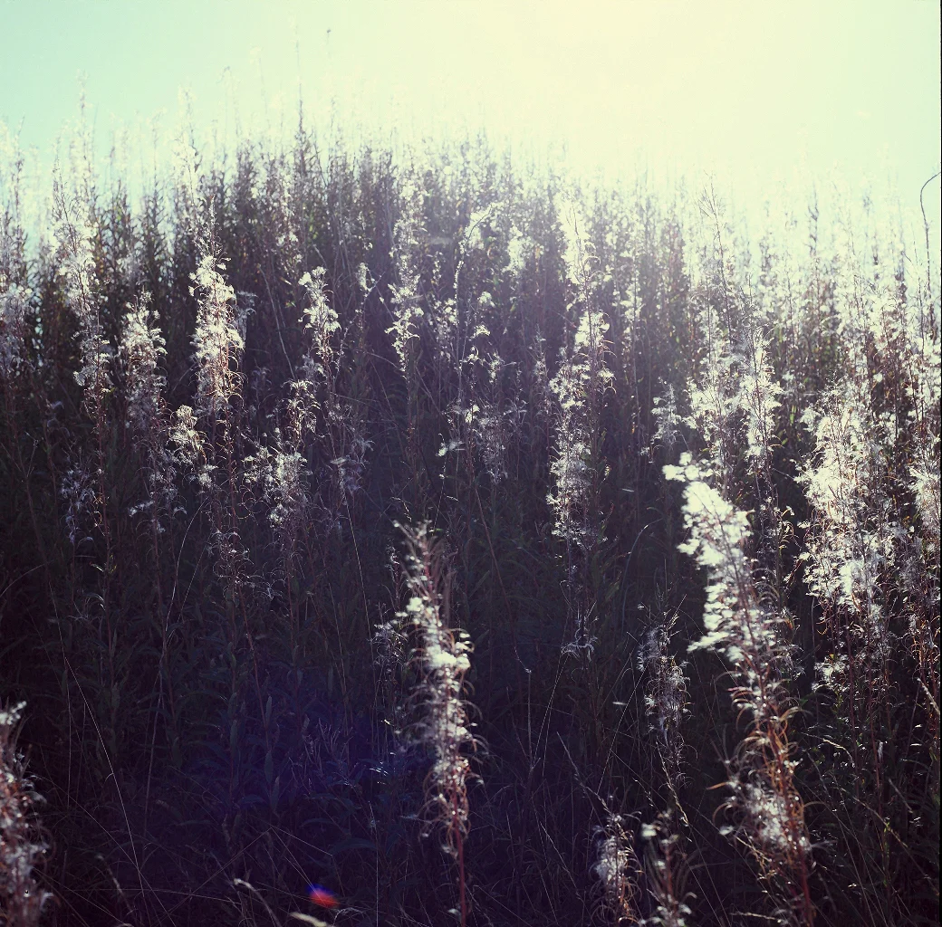 Rosebay Willowherb. Bamburgh