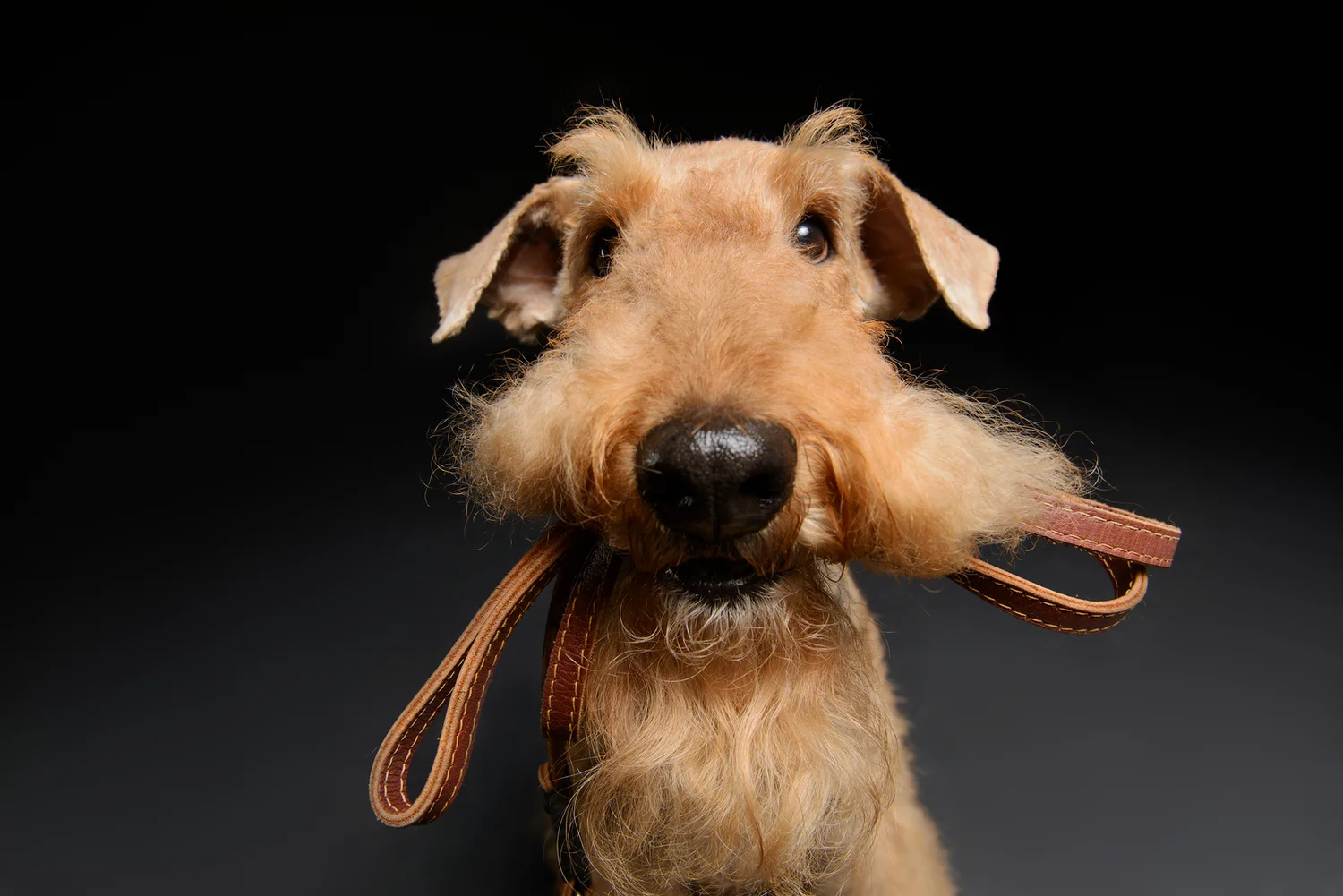 to Groomies. Chicago's Most Loved Pet Groomer.