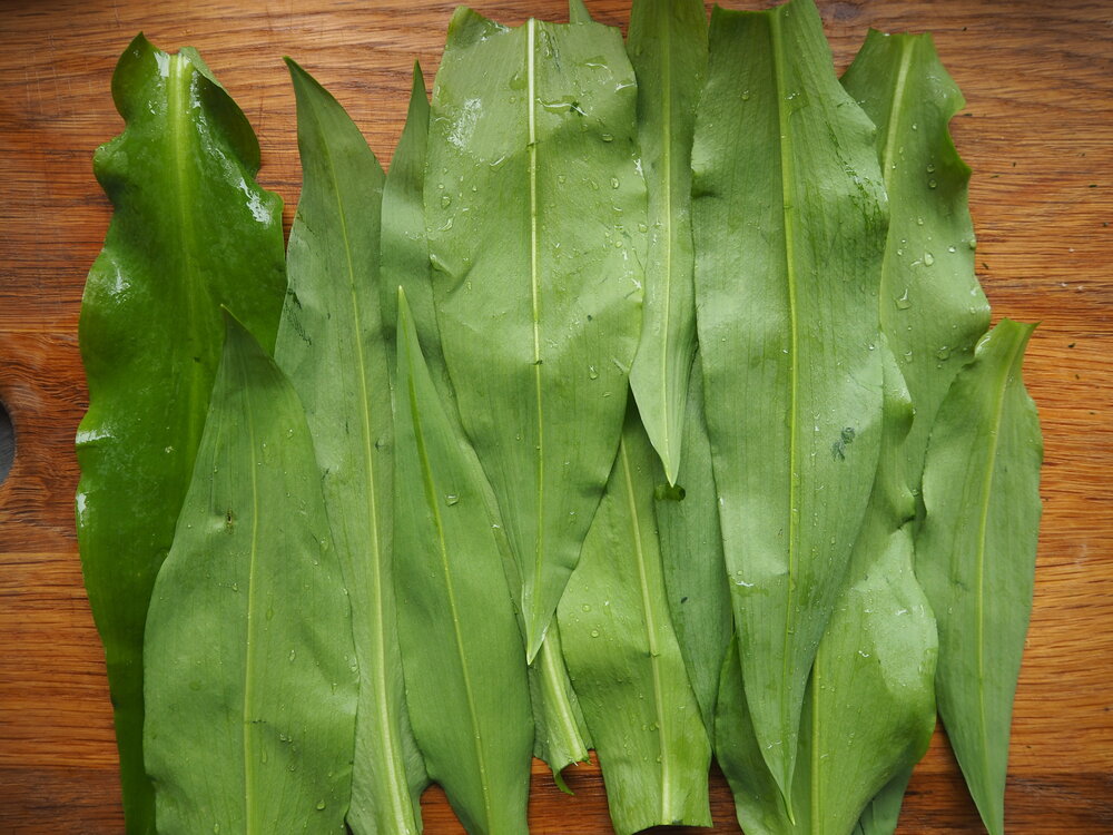 Layer of washed Ramsons