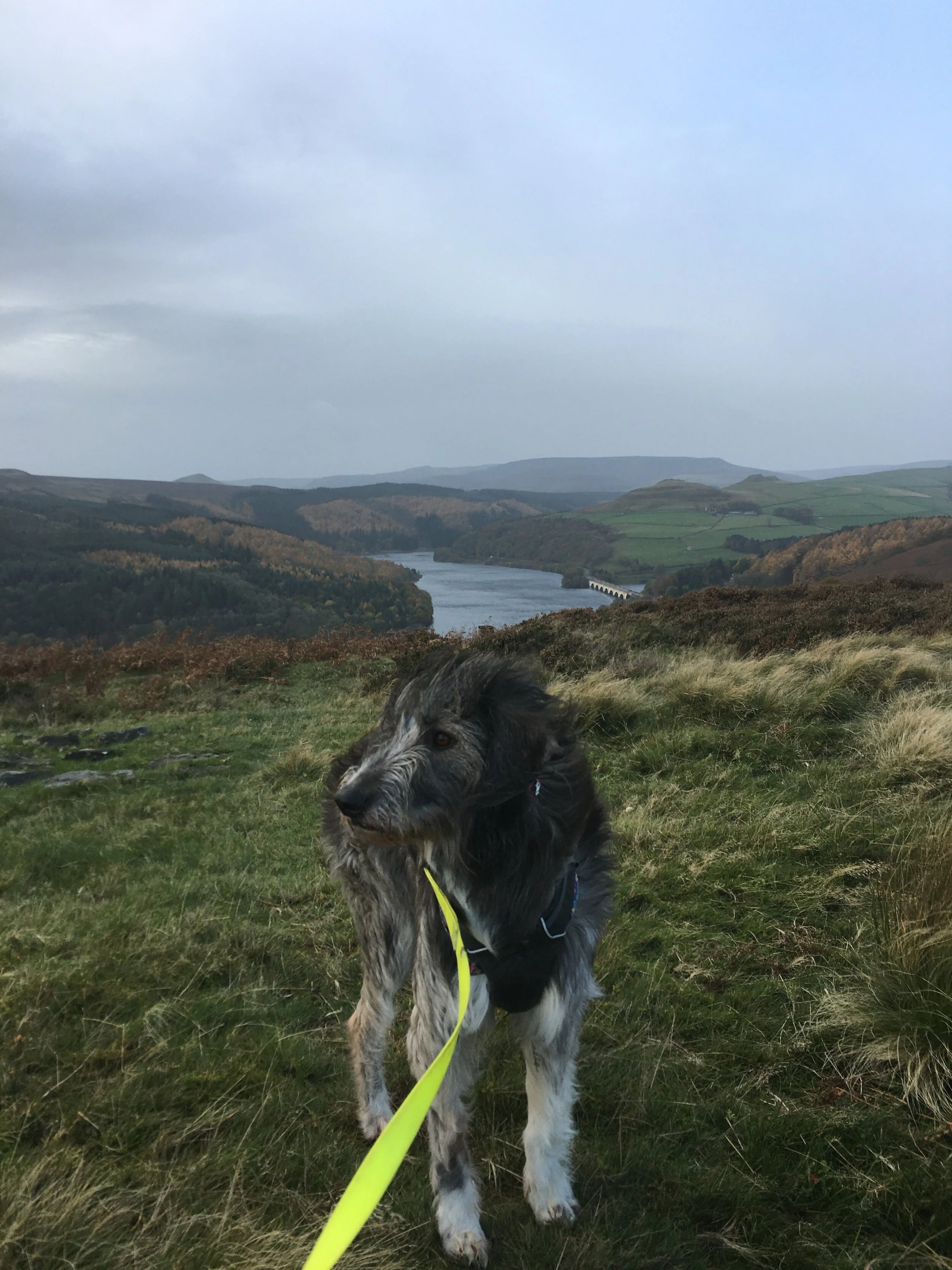 Can I bring my dog?We can't allow dogs on the courses unfortunately, due mostly to the risk of fire and the impact a dog can have on our ability to track and spot wildlife. There are horse riders that also use the woods that we need to be concious o…