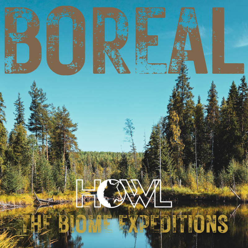 Borealis - Swedish Bushcraft and Canoe Trip