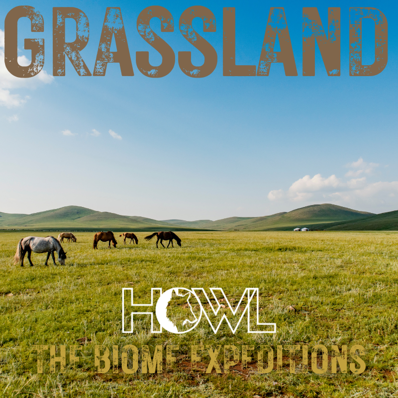 Grassland