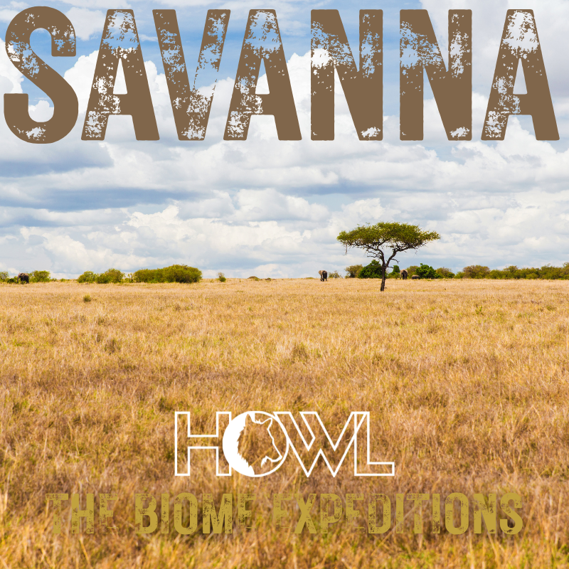 Savanna