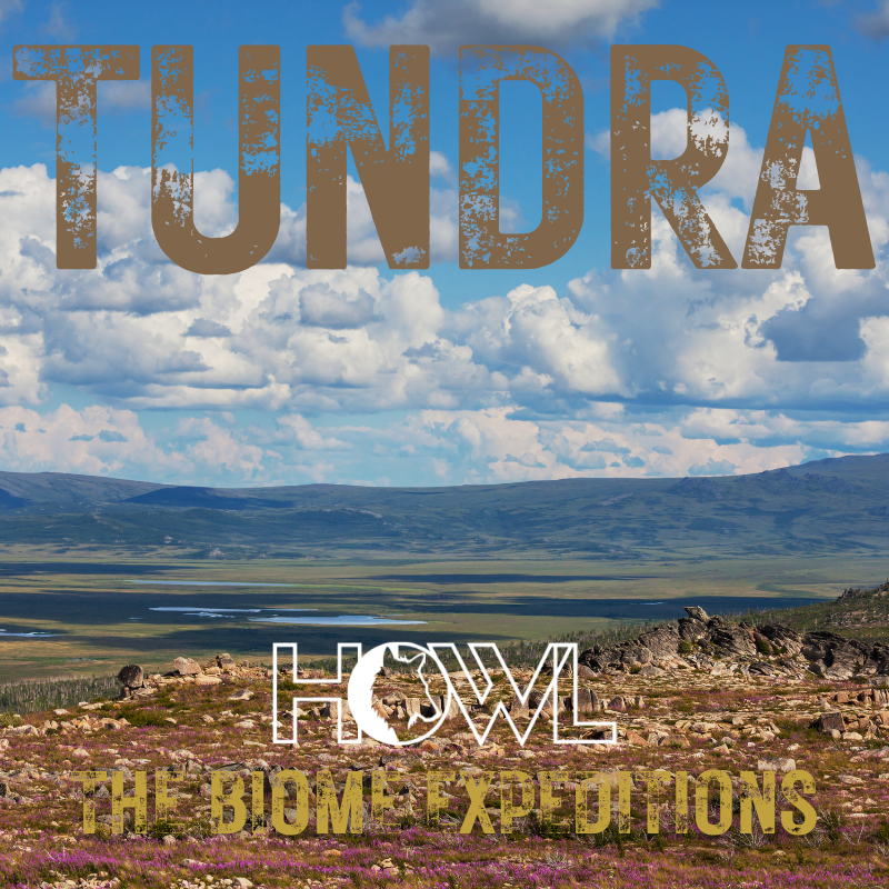 Tundra