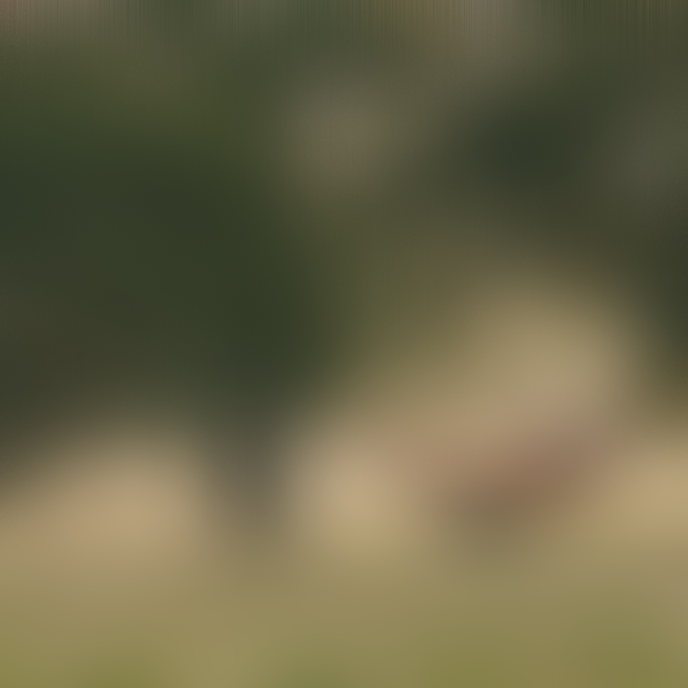to be announced