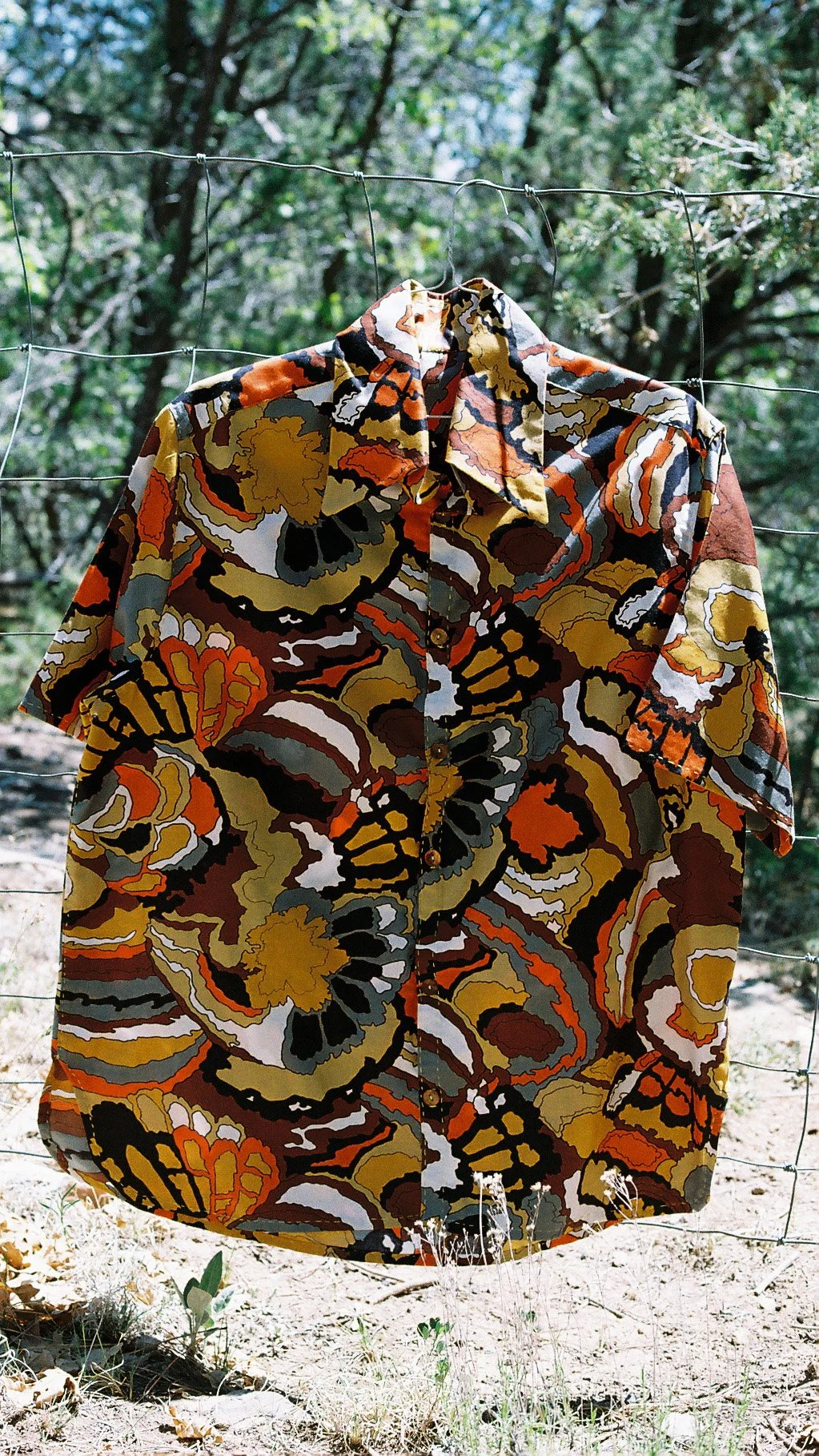 brownshell3.jpg