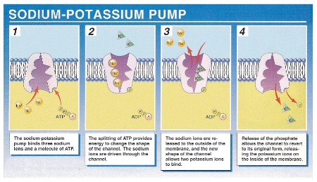Photo Credit: ©The McGraw-Hill Companies, Inc.