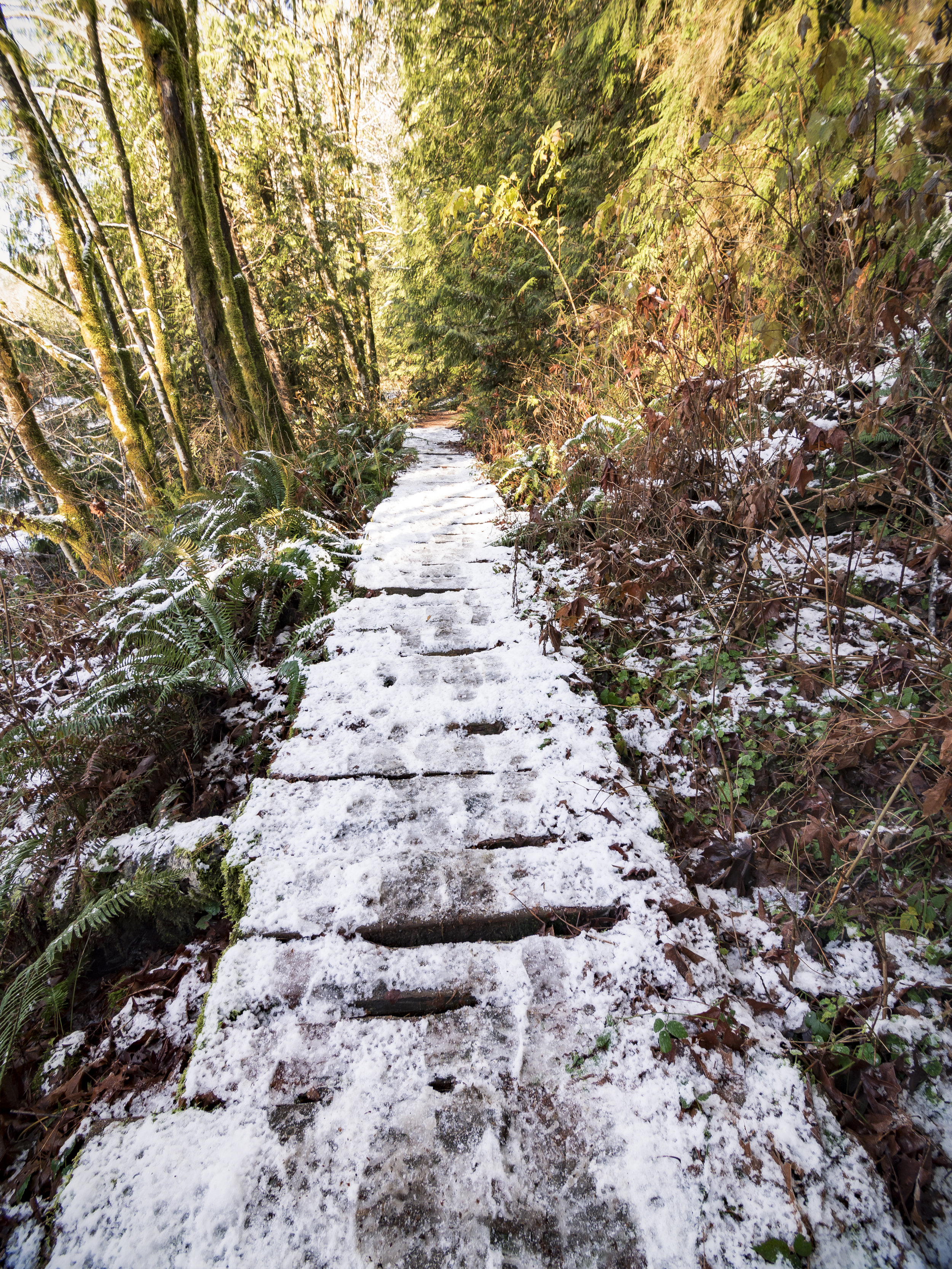 Wood Plank Pathway Covered with Snow on Hiking Trail in Forest