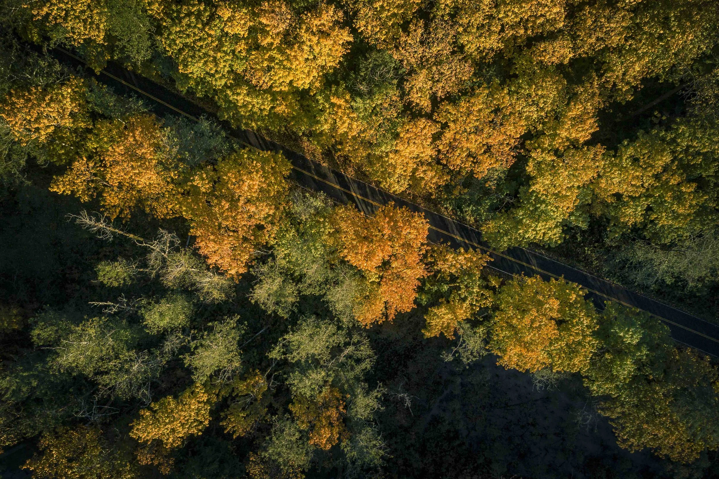 Birds_Eye_View_of_Rural_Road_in_Forest_of_Fall_Season_Colors.jpg