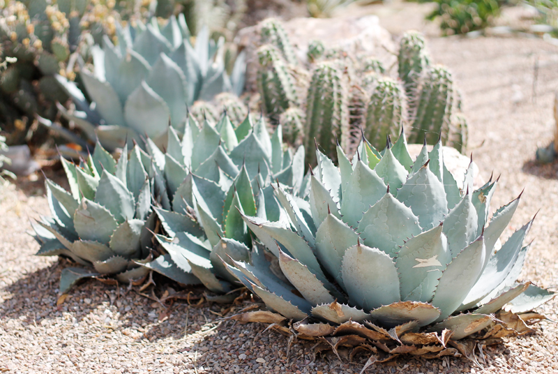 tucson9.jpg