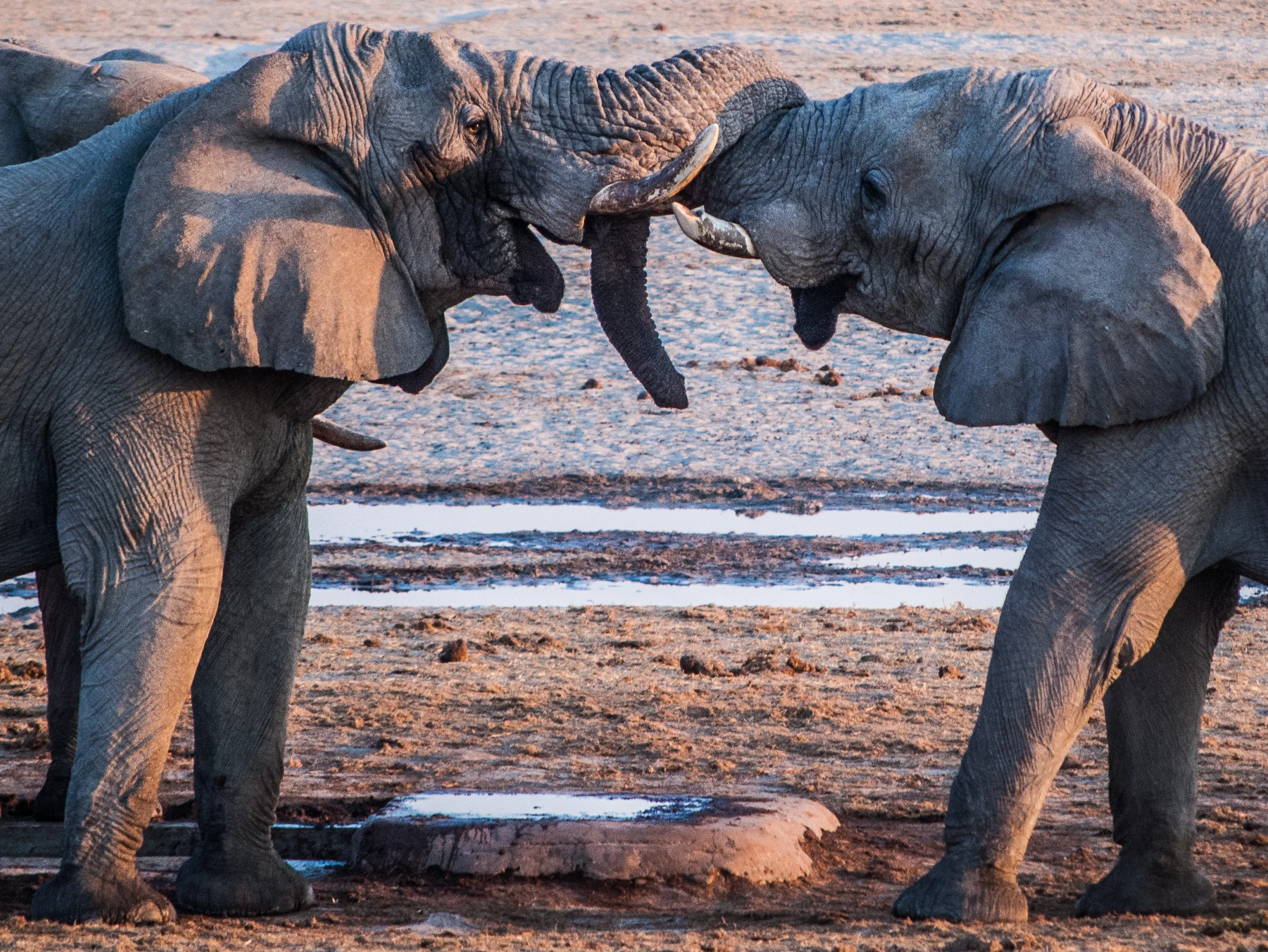 Trunk_Hug.jpg