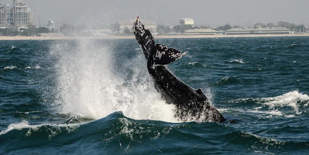 HumpbackTailThrow.jpg
