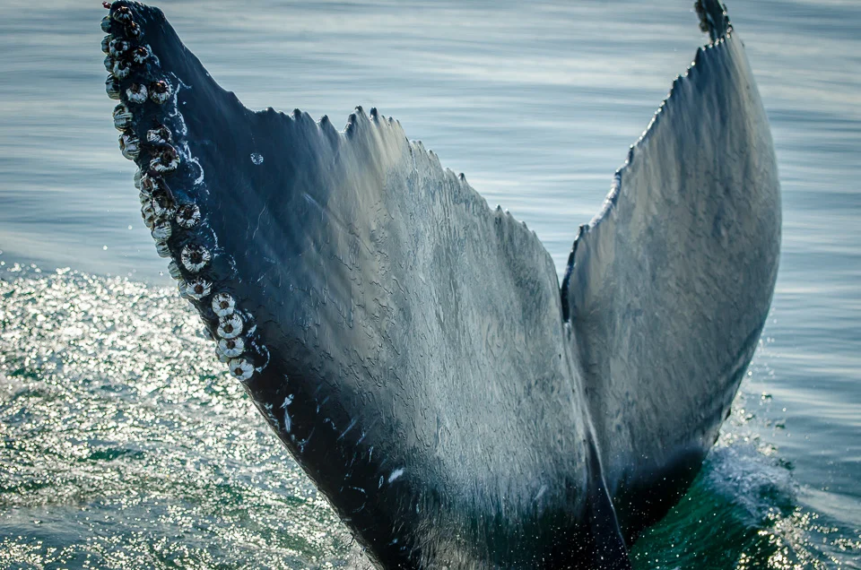 Monterey_TailClose.jpg