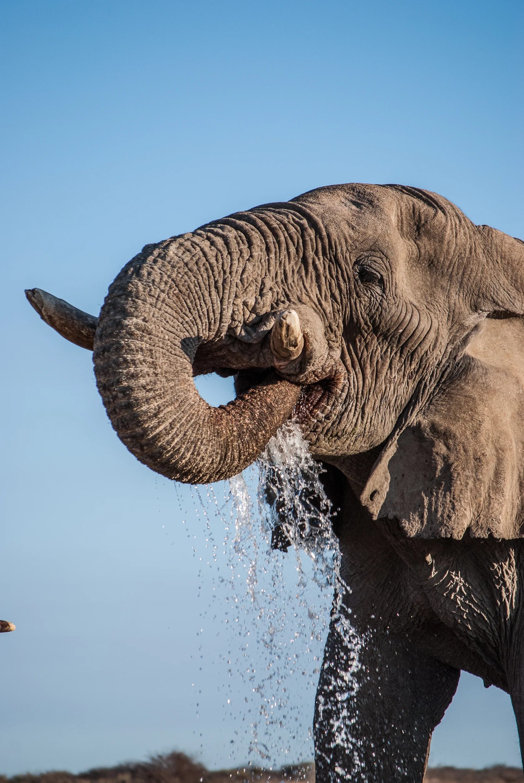 PTFreeman_Namibia_2011_GregDrink.jpg