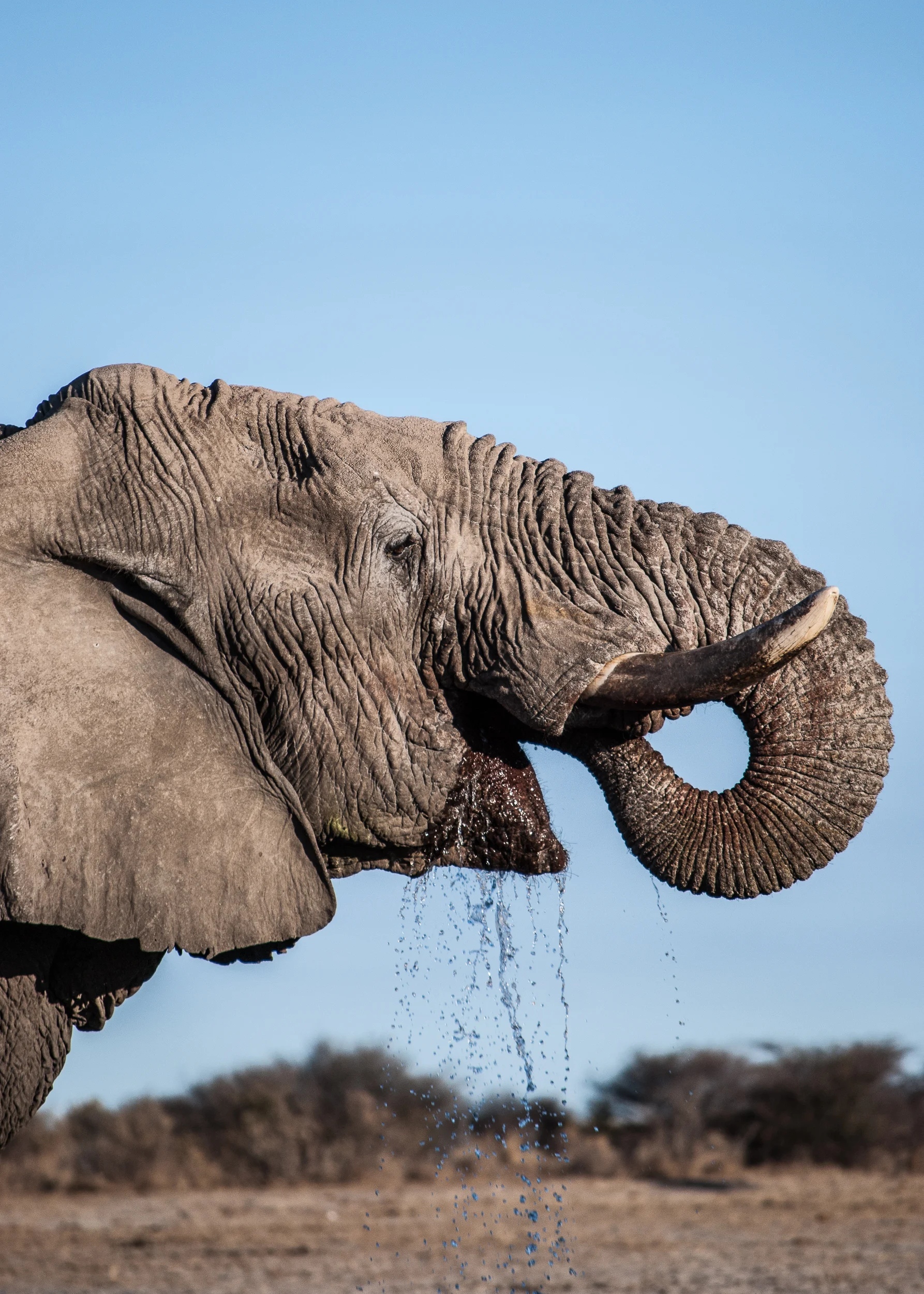 PTFreeman_Namibia_2011_GregDrink2.jpg