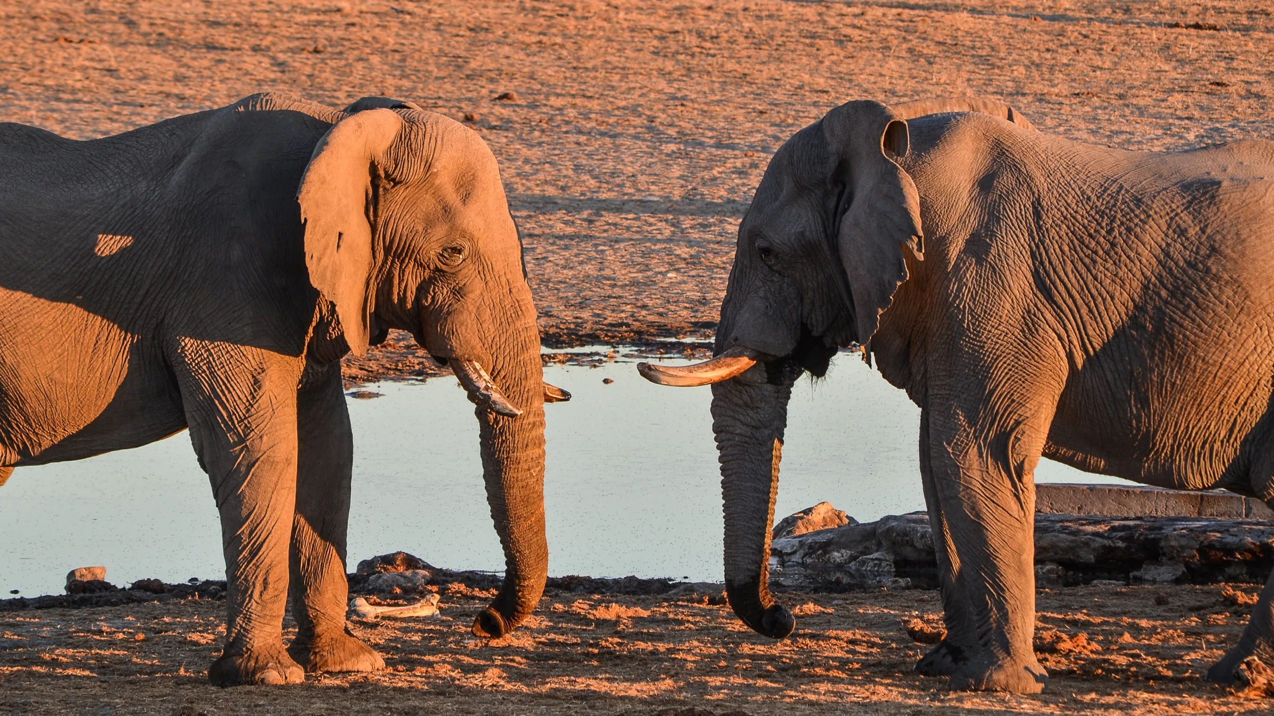PTFreeman_Namibia_WillieCaptainPicard.jpg