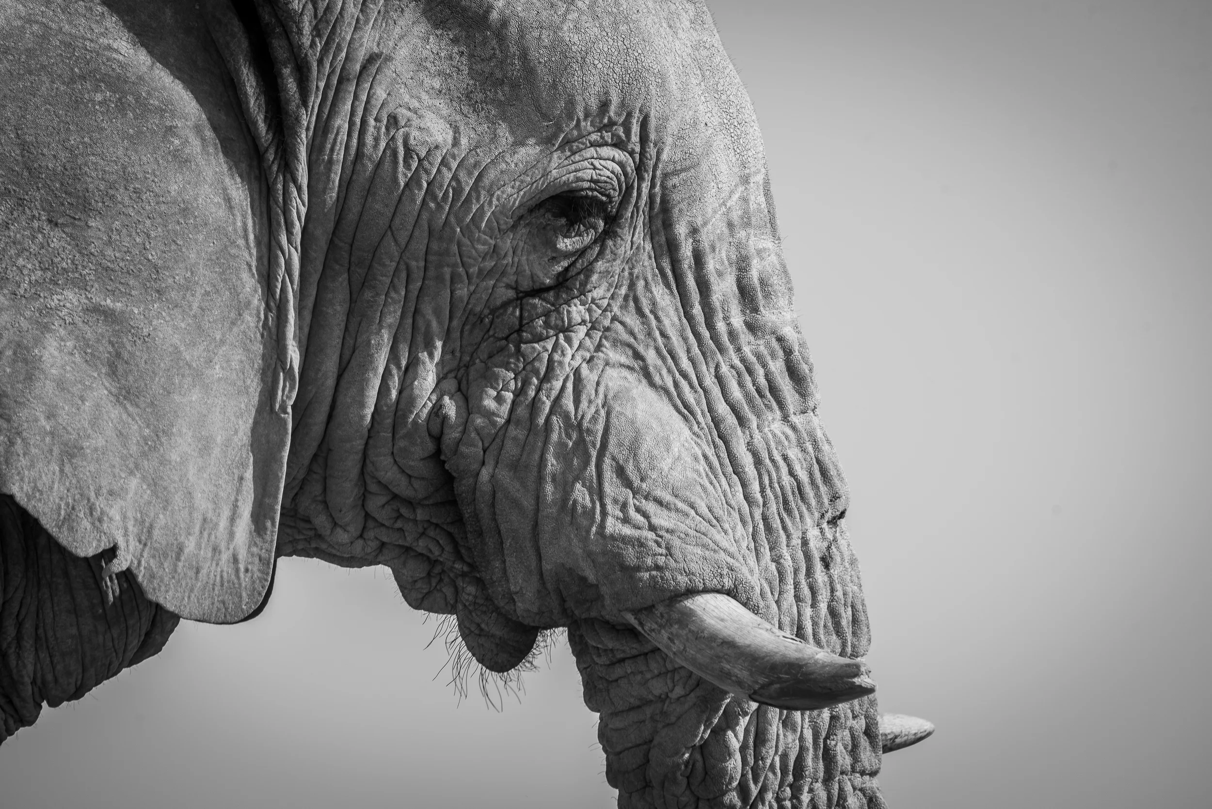 EtoshaBulls_Portrait.jpg