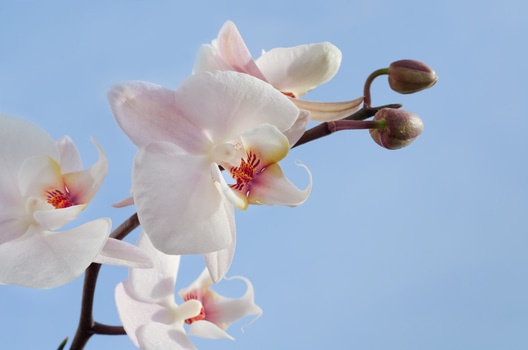 Orchid & Jasmine.jpeg