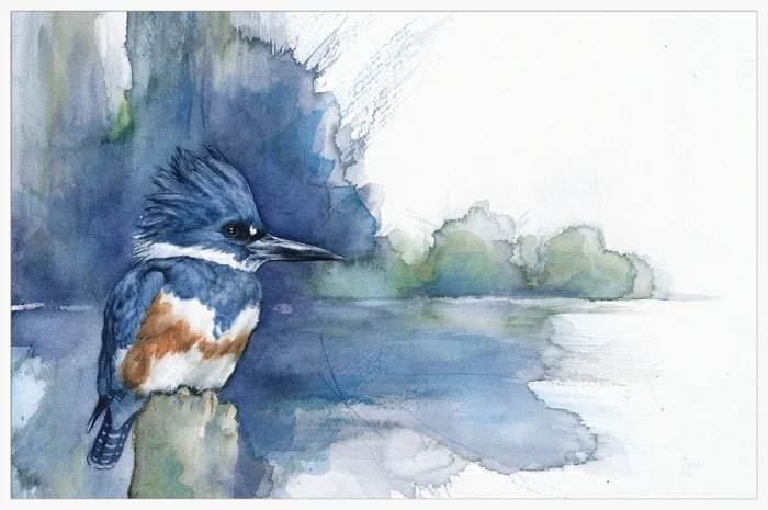 Belted Kingfisher