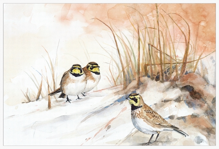 Horned Larks