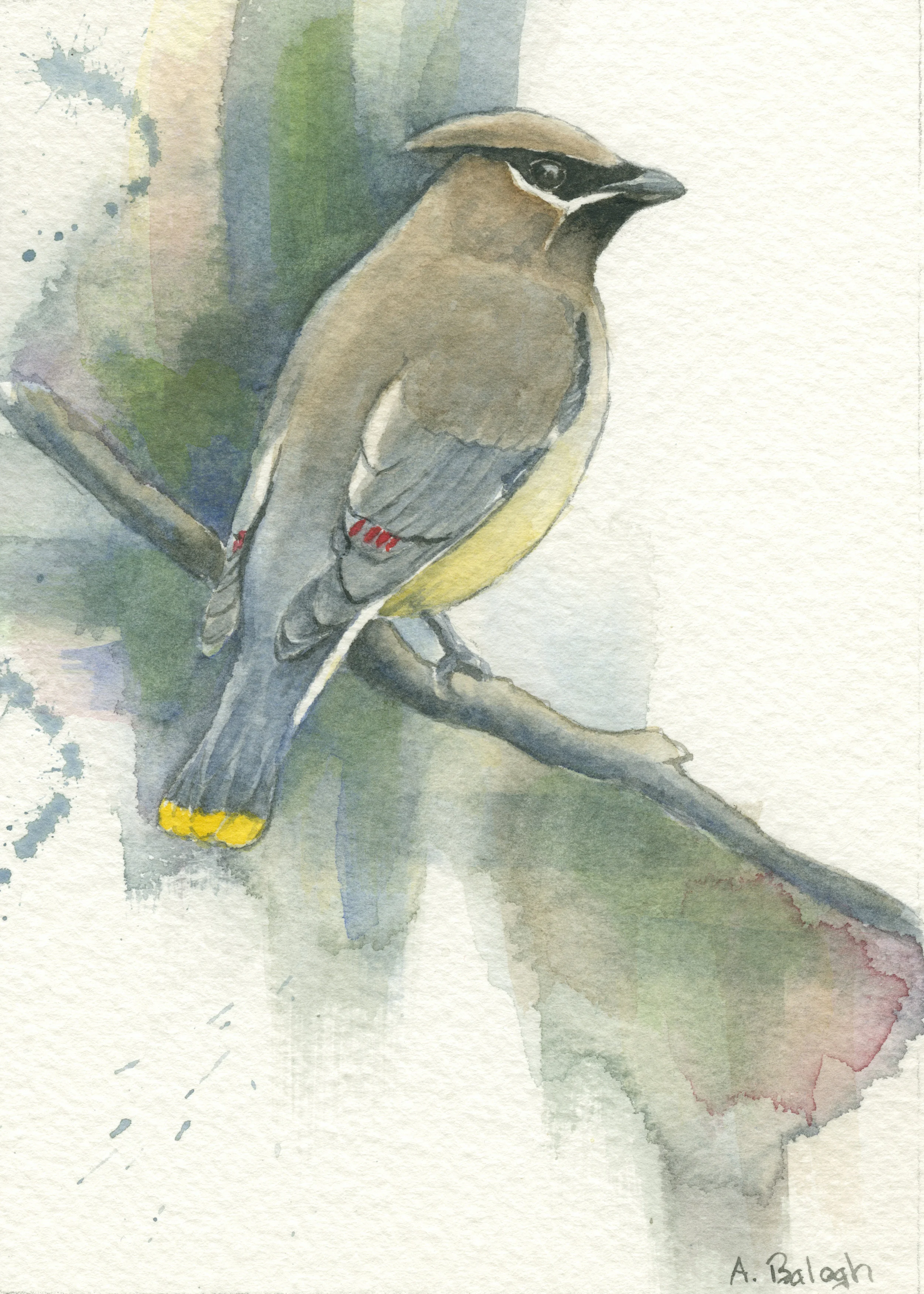 Waxwing
