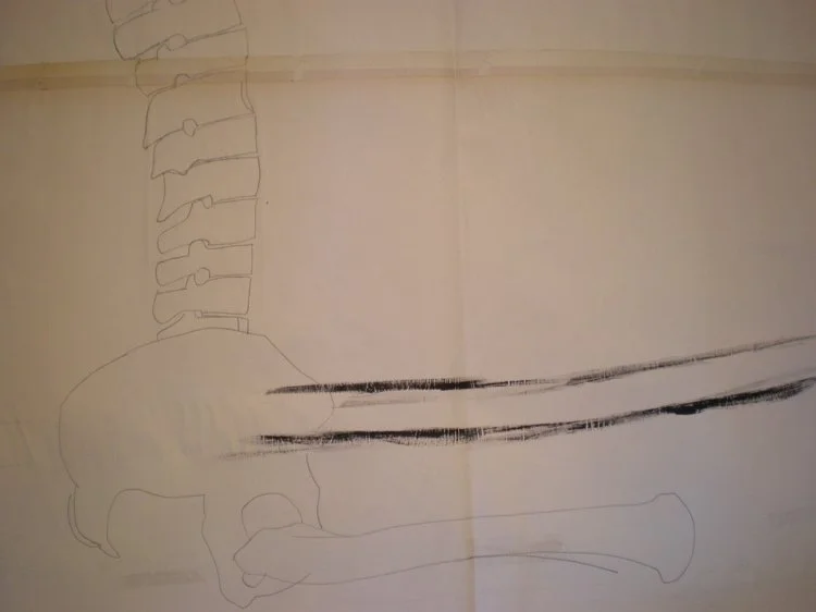spine.jpg