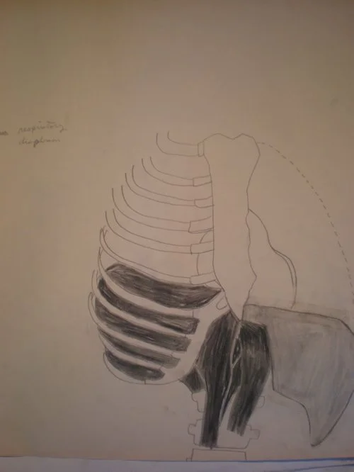 lungs.jpg