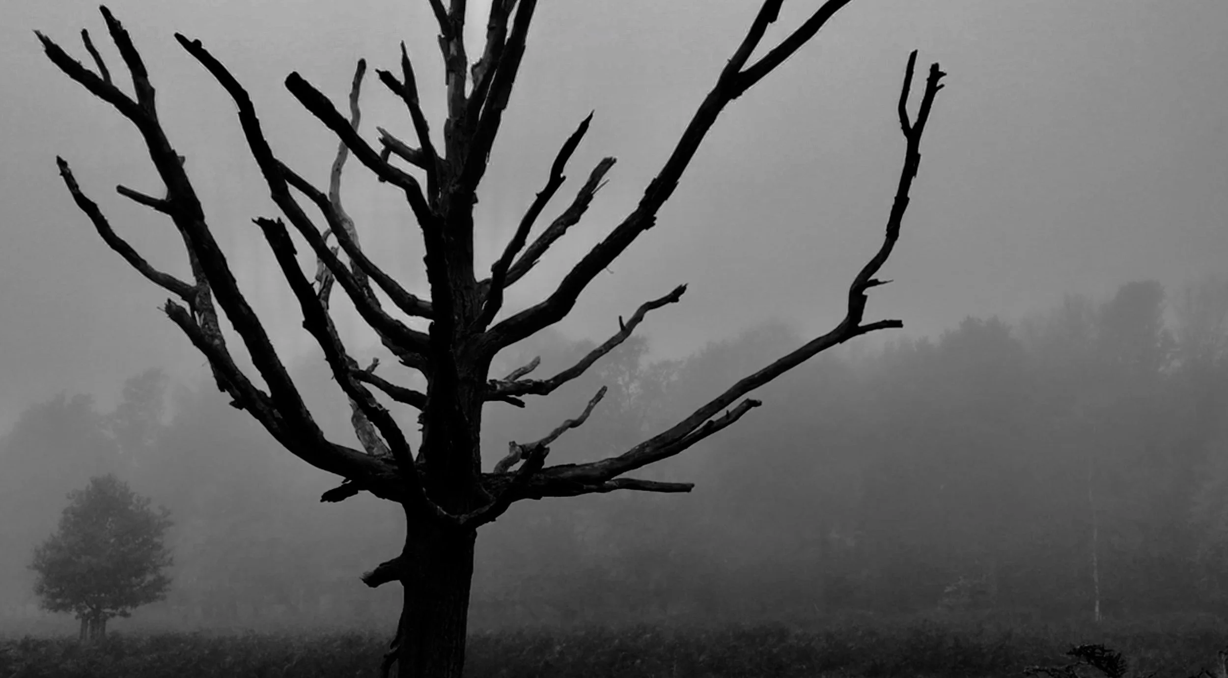 Screen Shot 2020-11-15 at 12.18.18.jpeg