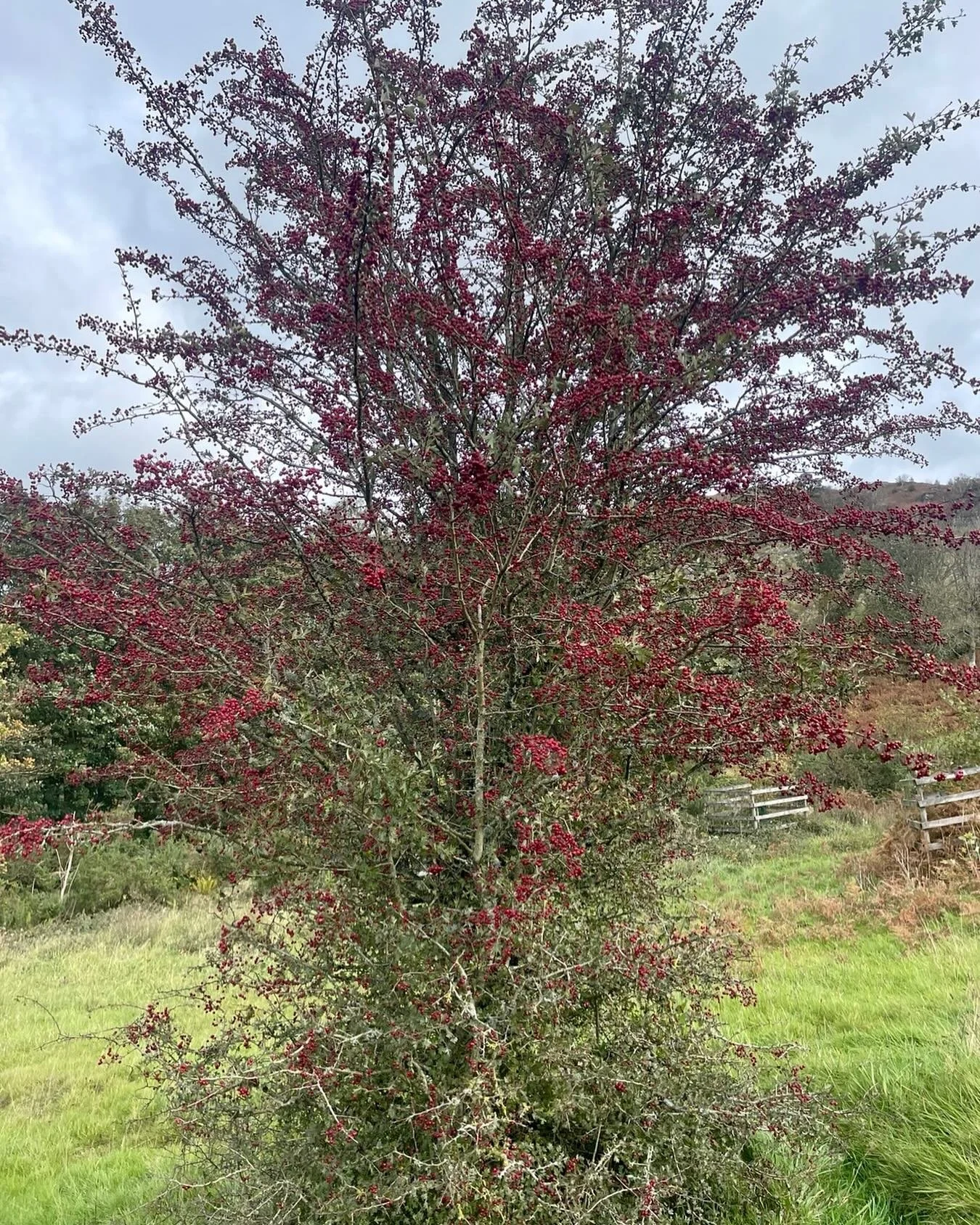Hawthorn. Was white. Now it&rsquo;s red. Beautiful.