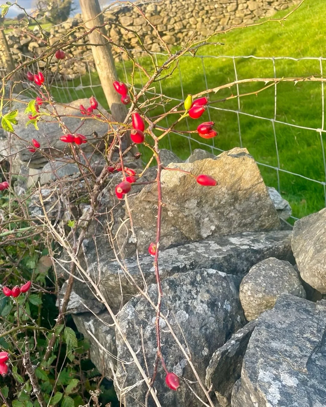 Autumn is a beautiful time. #rosehips