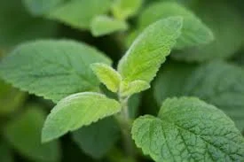 mentha.jpeg