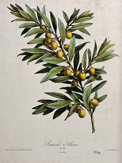 512px-An_olive_plant_(Olea_europea);_fruiting_branch._Coloured_lit_Wellcome_V0044586.jpg