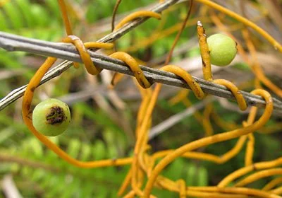 cassytha_filiformis.jpg