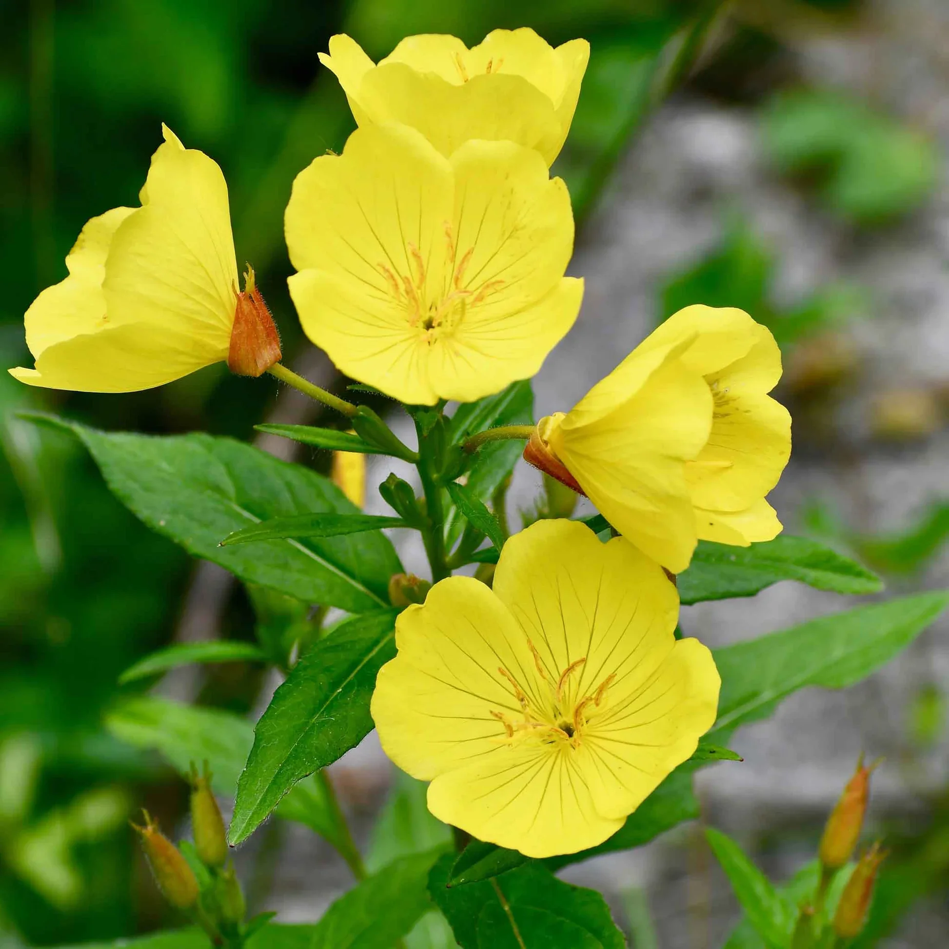 primrose-evening-shk-4.webp