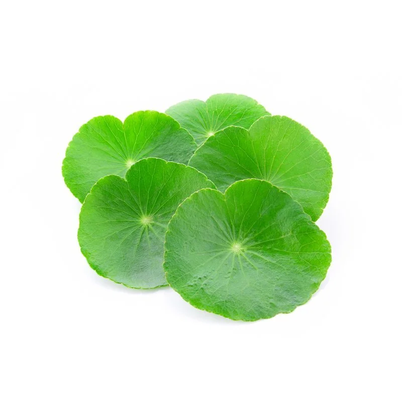 centella.jpg