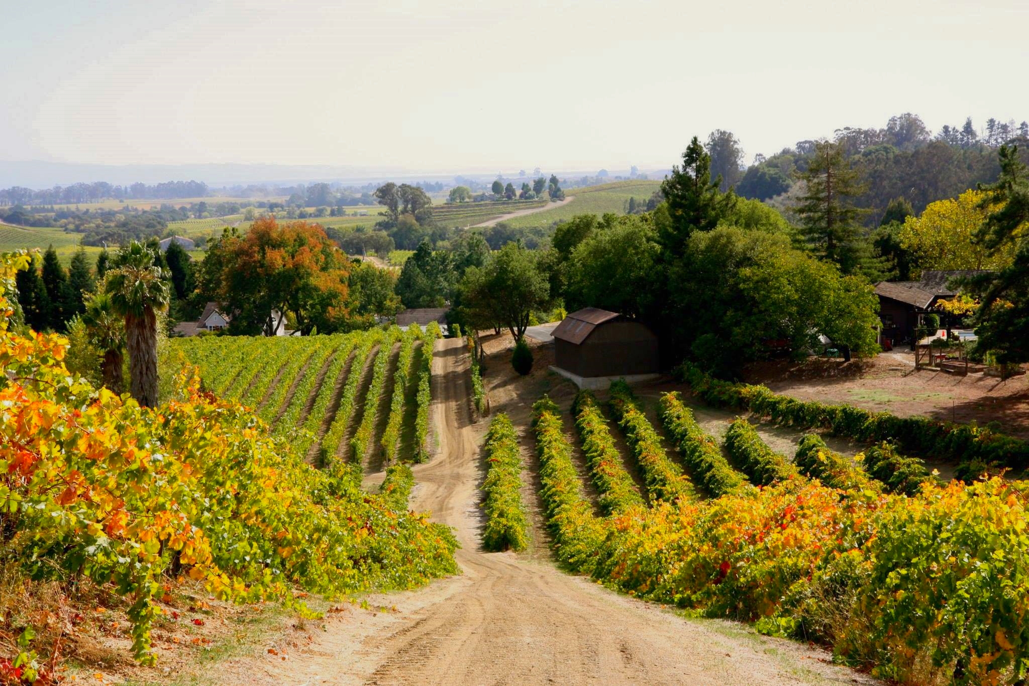 Truchard Vineyards, where Tim proposed