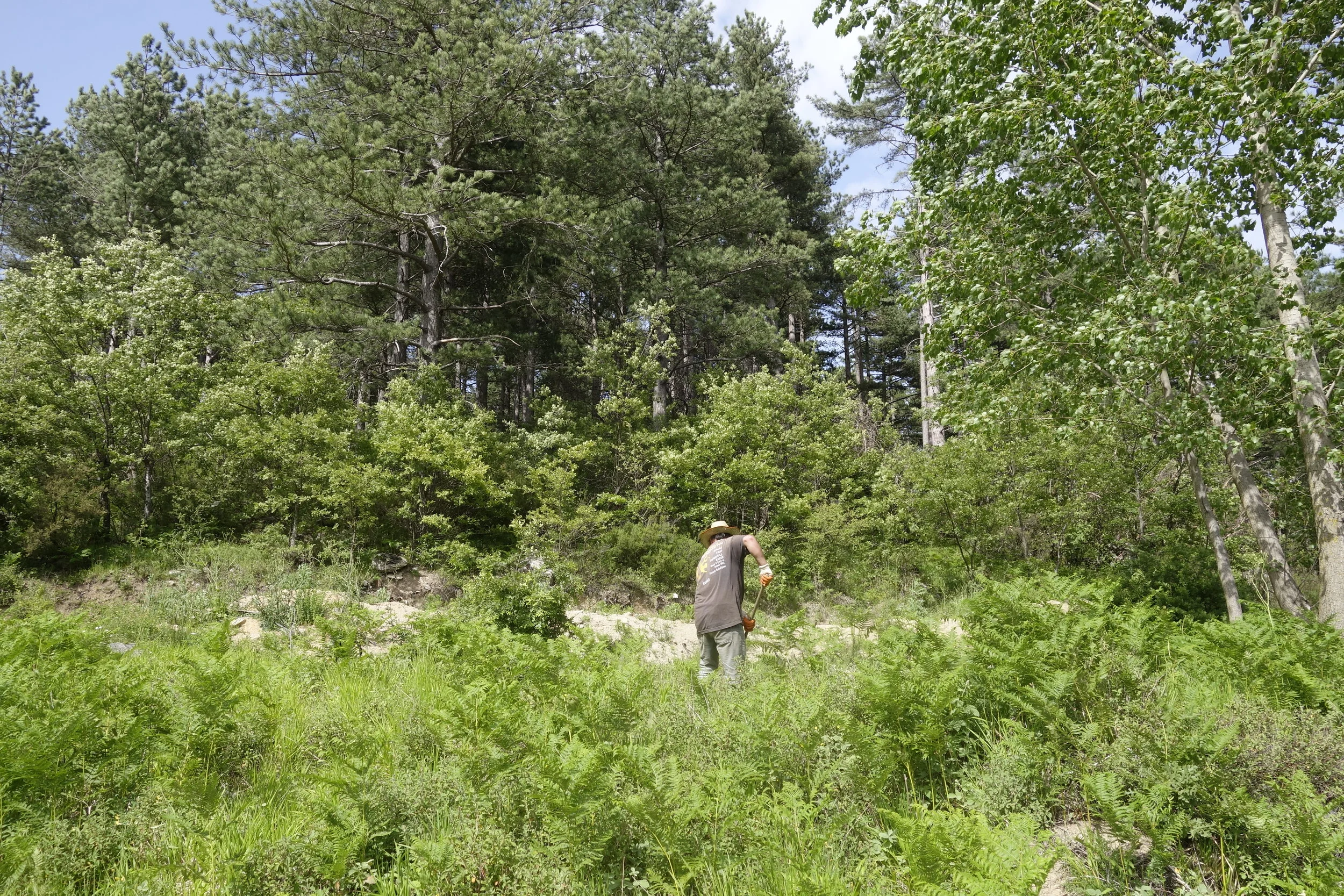 working on th nature 3.JPG