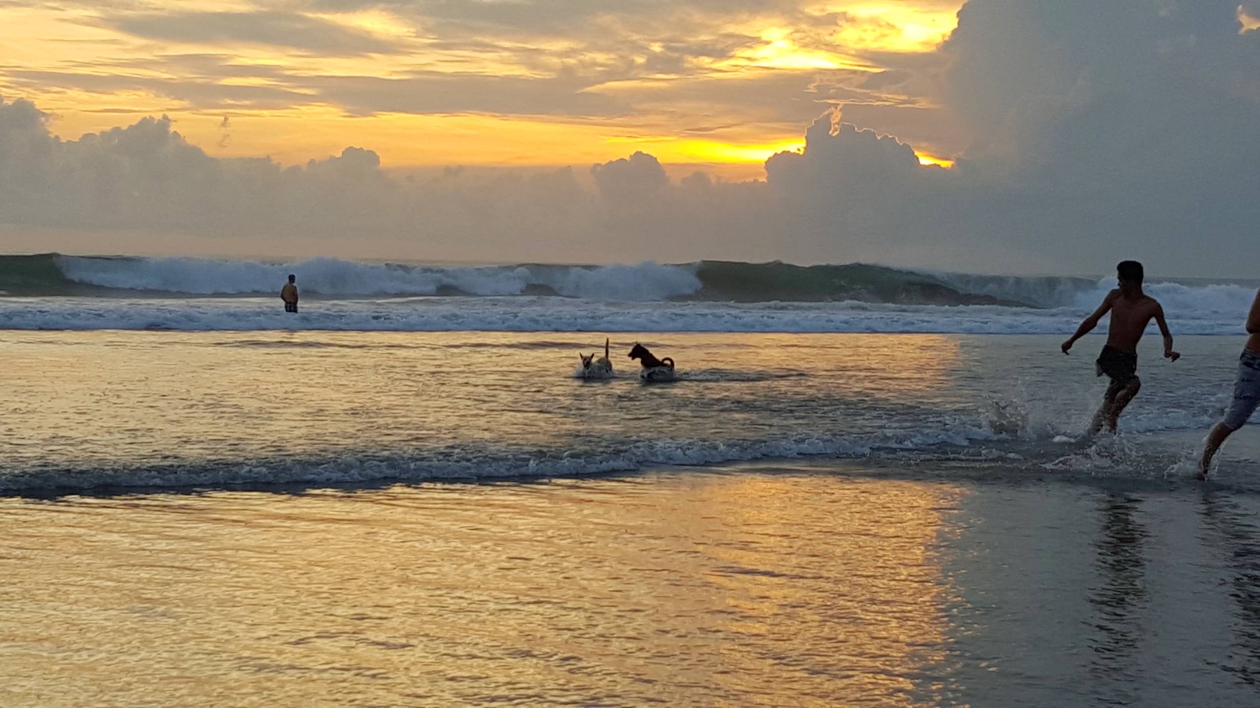 dogs playing on beach.jpg