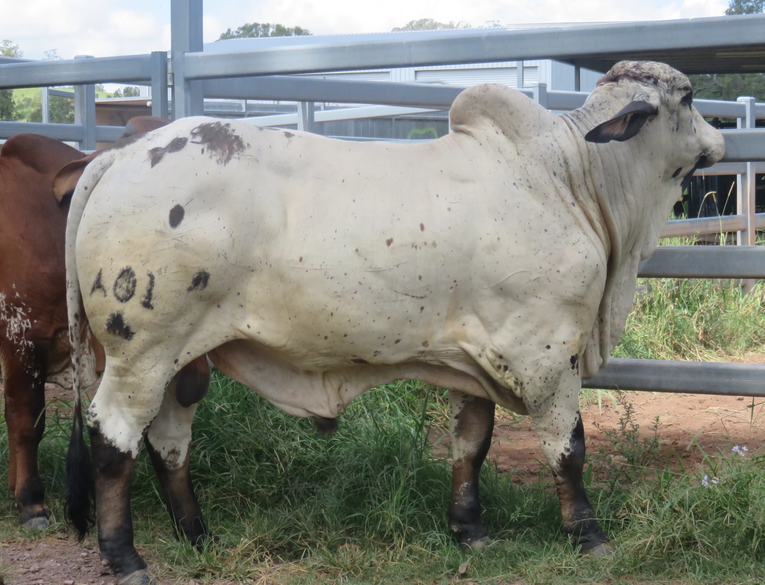 Polled sale bull 2 years of age.