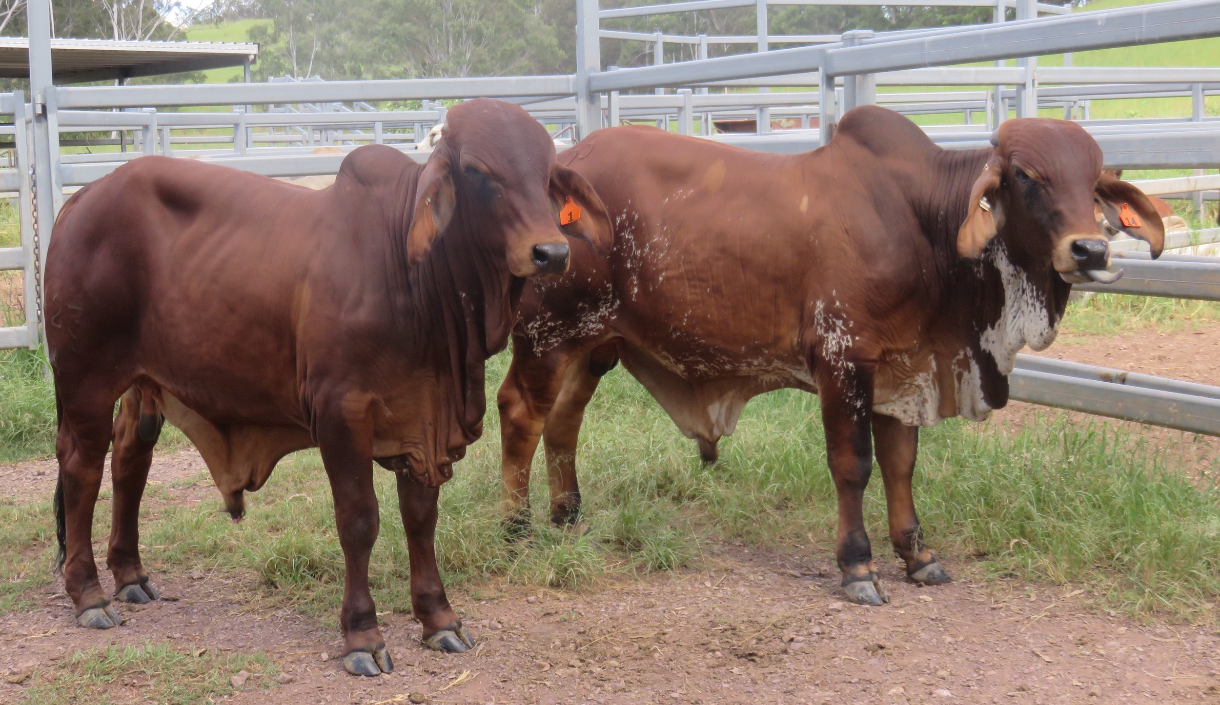 Sale bulls 15 - 18 months of age.