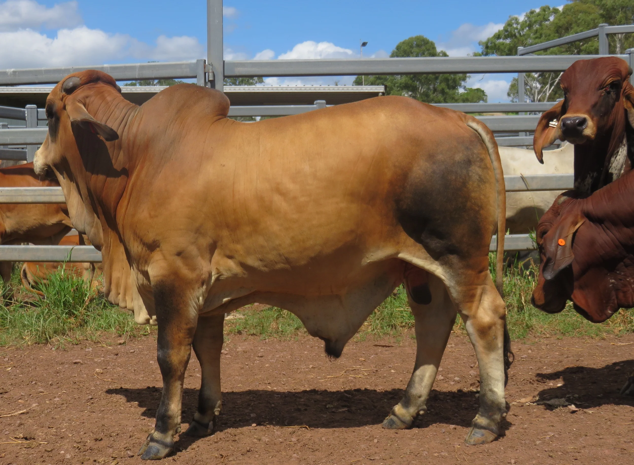Sale bulls 15 - 18 months old.