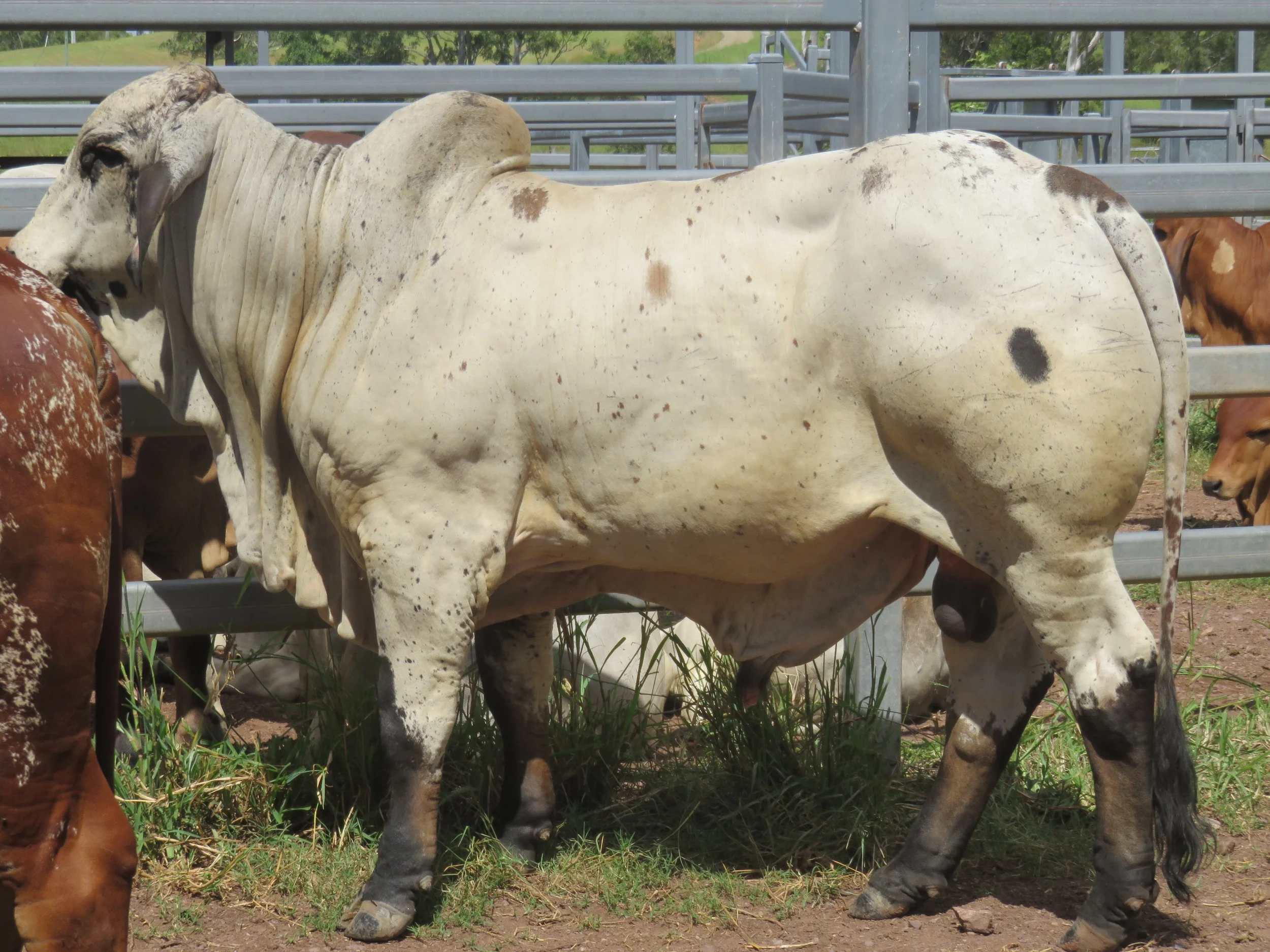 Polled sale bull 2 years of age.
