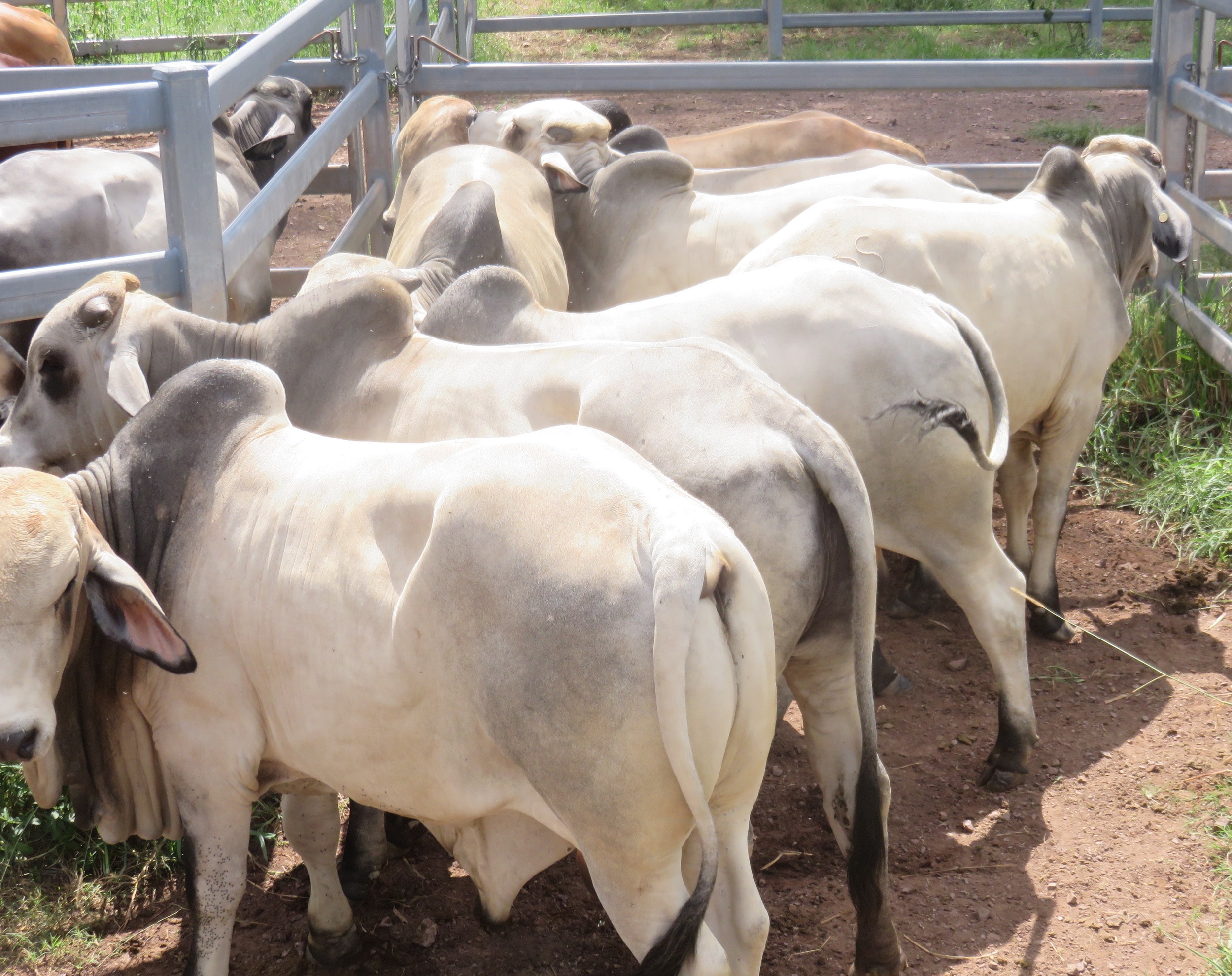 Sale bulls 15 - 18 months of age.