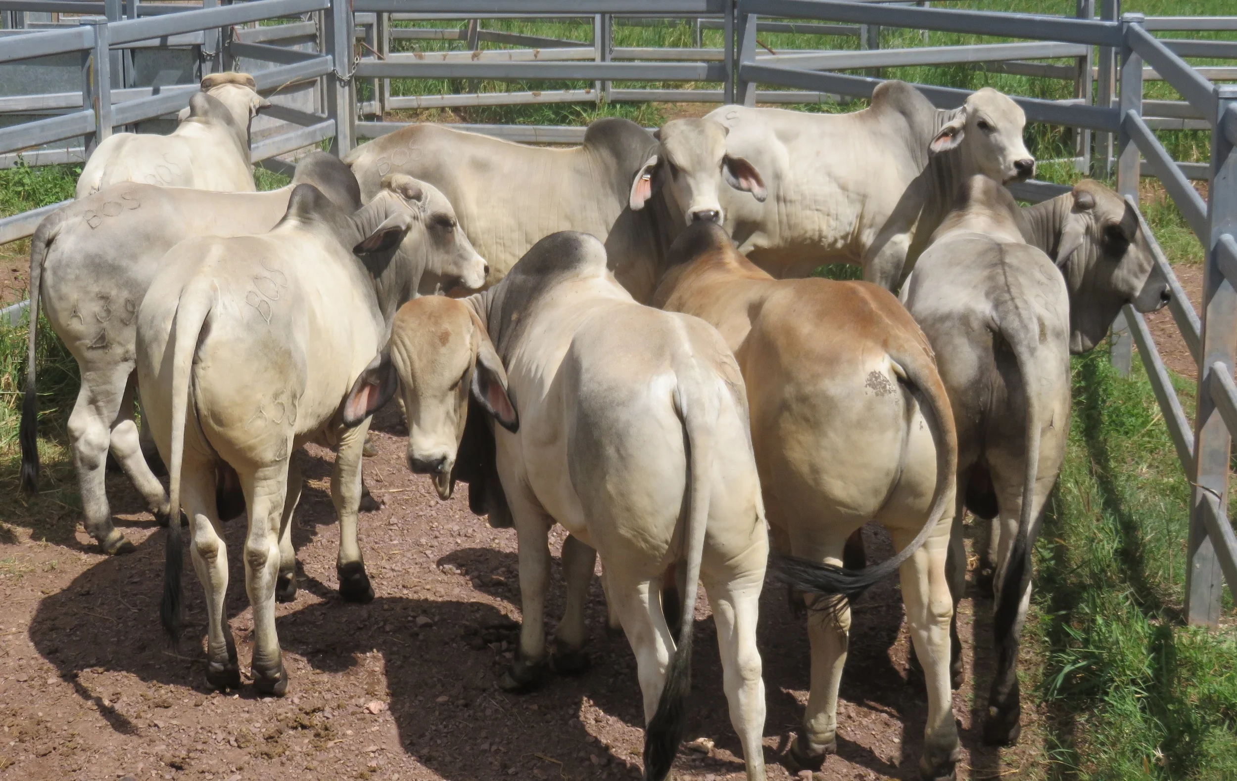 Sale bulls 15 - 18 months of age.