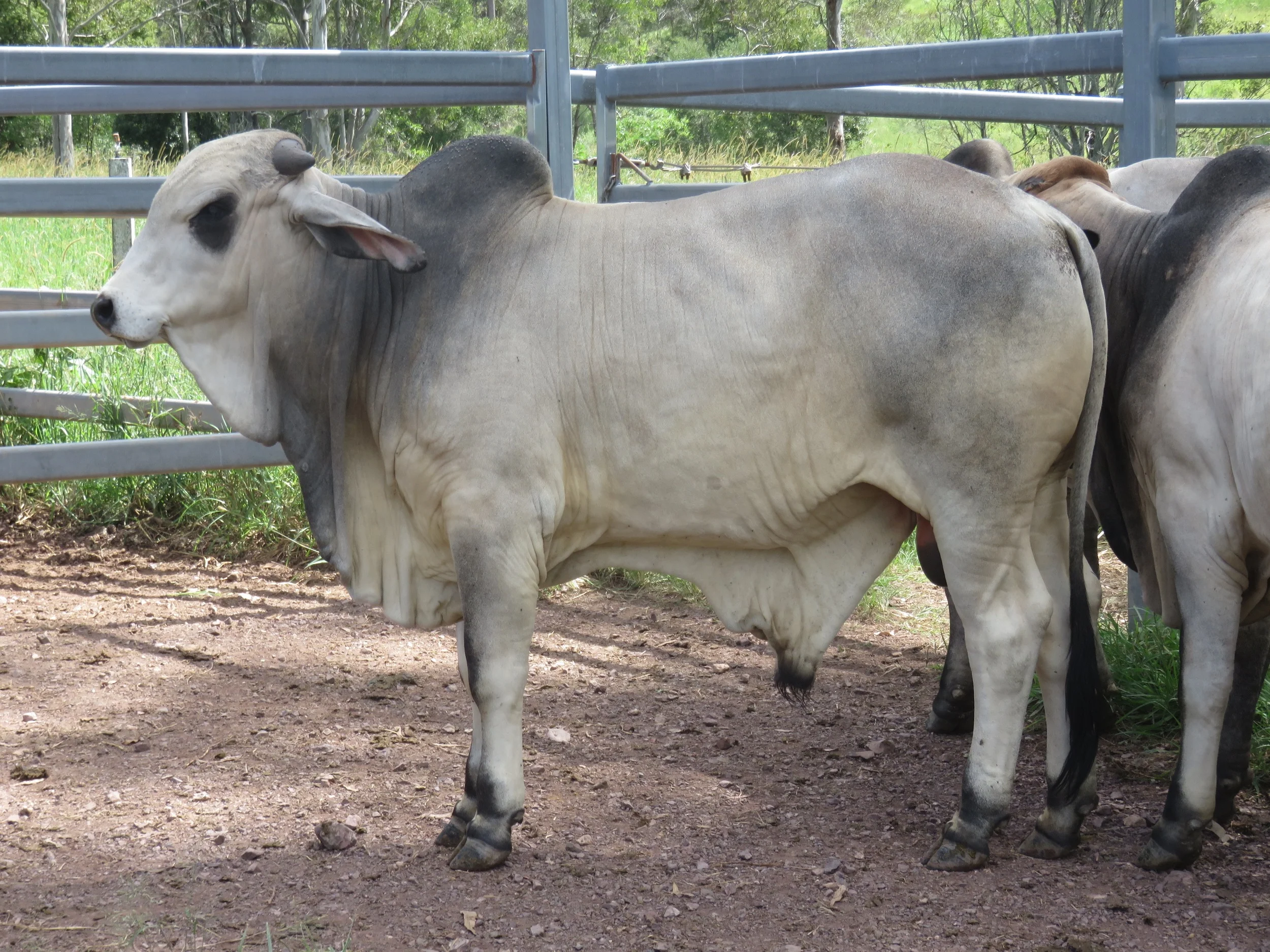 Sale bulls 15 - 18 months of age.